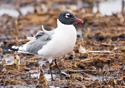 Larus pipixcan